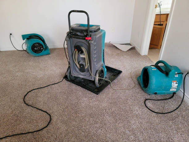 Best Water damage cleanup near me  in Frankford, DE